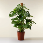 Monstera deliciosa