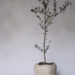 Saxum pot beige X Olivier