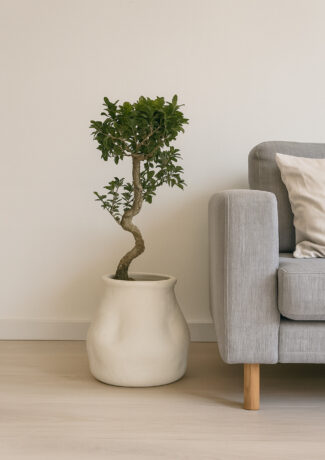 Errartum X Bonsaï Ficus