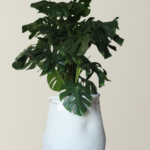 Erratum X Monstera