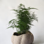 Pot Naturalis X Asparagus