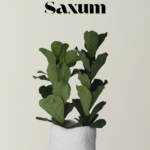 Saxum X Lyrata