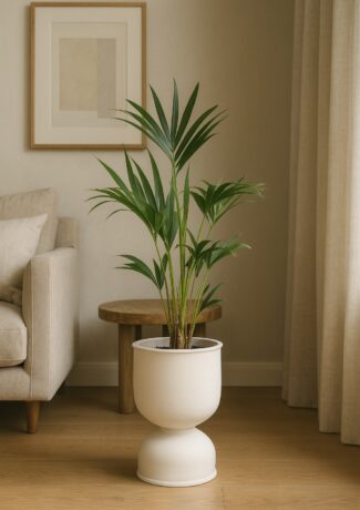 Berceau X Kentia