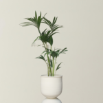 Berceau X Kentia