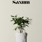 Saxum X Pachira