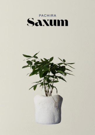 Saxum X Pachira