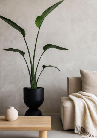 Berceau X Strelitzia