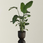 Berceau X Strelitzia
