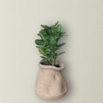 Erratum X Crassula Ovata