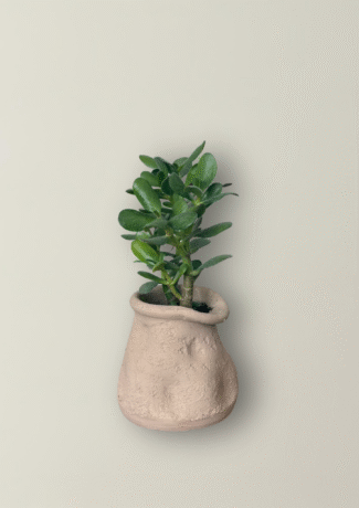 Erratum X Crassula Ovata