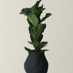 Erratum X Ficus Lyrata