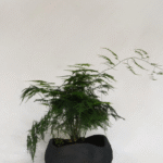 Naturalis noir X Asparagus