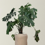 Saxum X Monstera