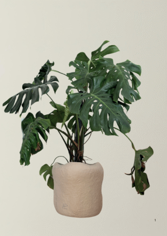 Saxum X Monstera