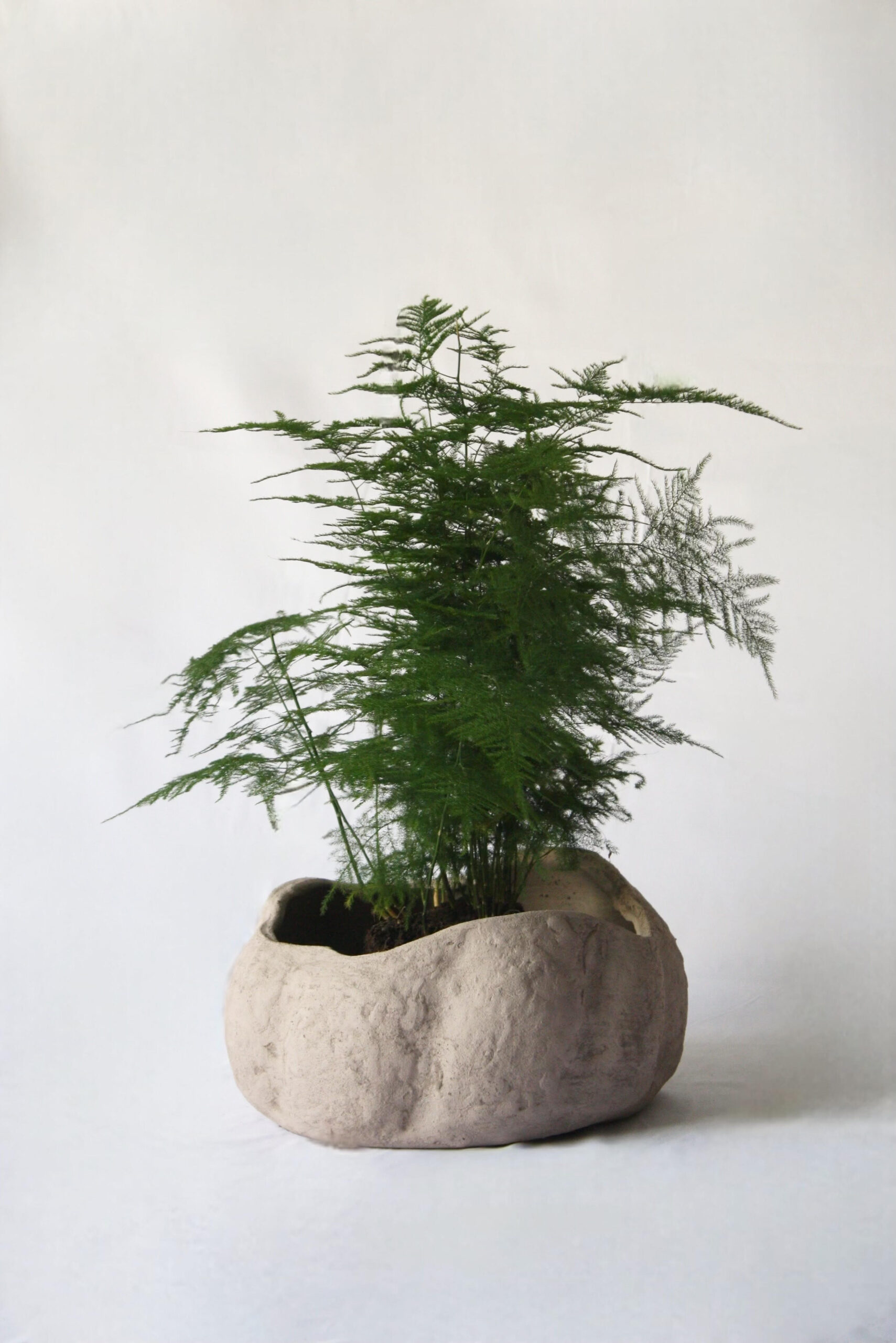 Asparagus