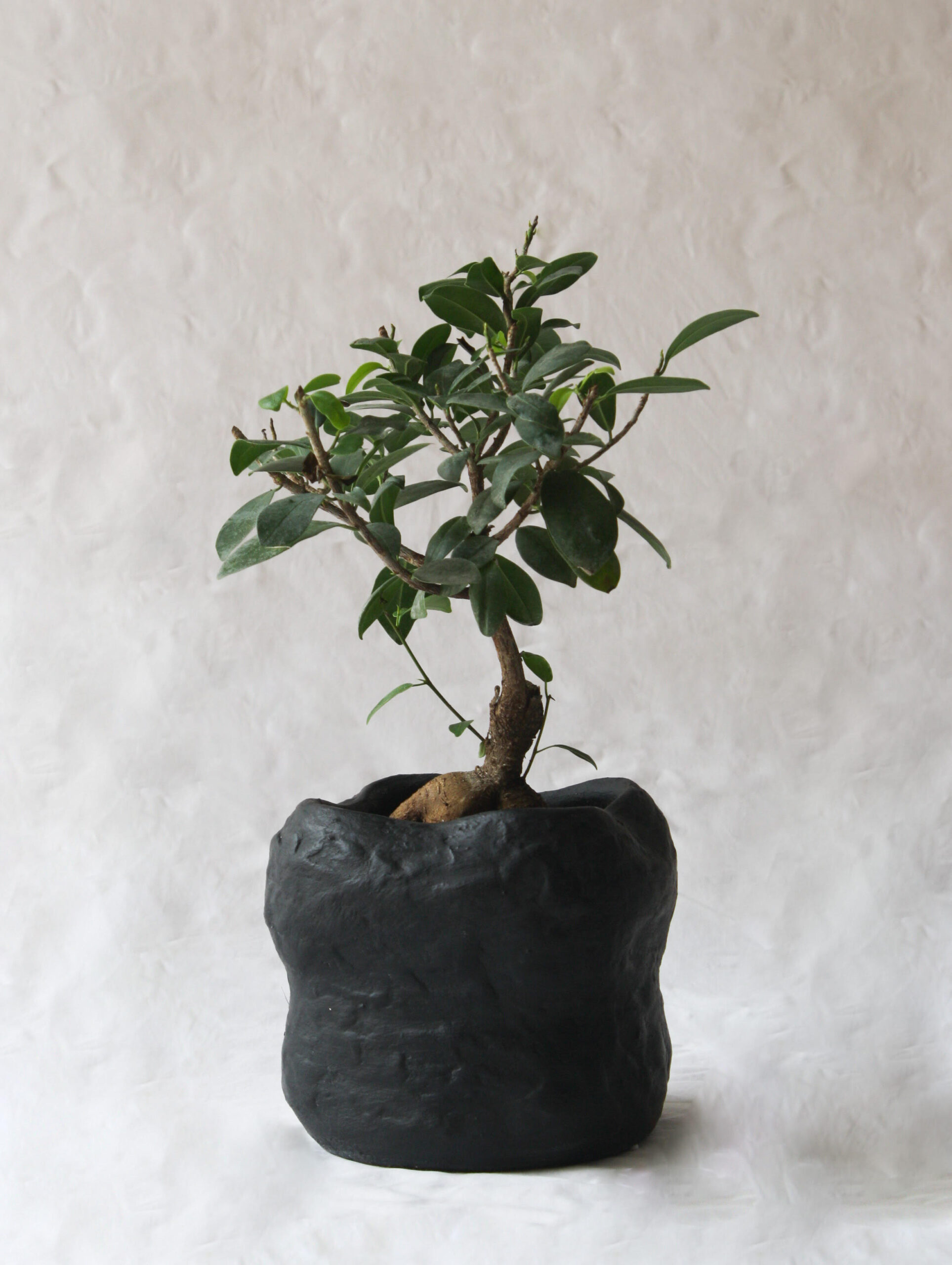 Bonsai
