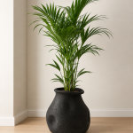 Erratum noir & Kentia Palm