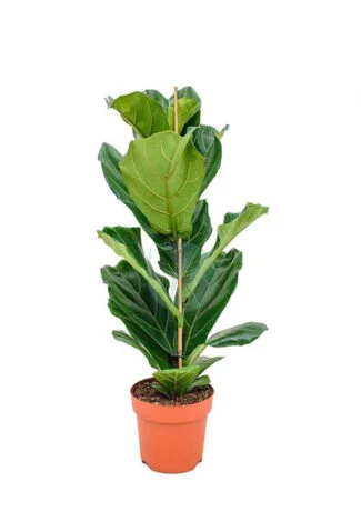 Ficus Lyrata
