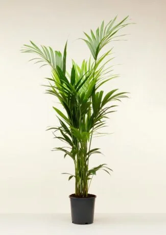 KENTIA PALM