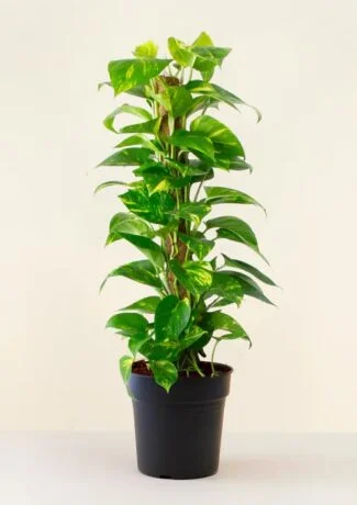 Pothos grimpan