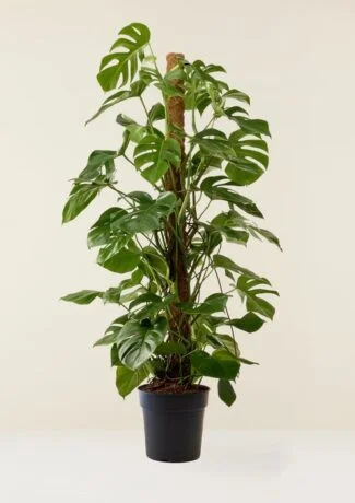 Monstera Deliciosa