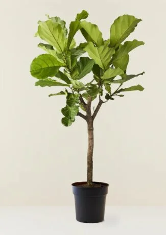 FIGUS LYRATA