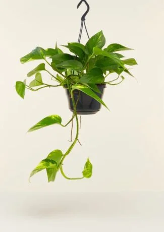 Pothos
