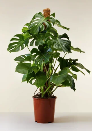 Monstera deliciosa