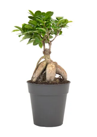 Bonsai ficus Ginseng