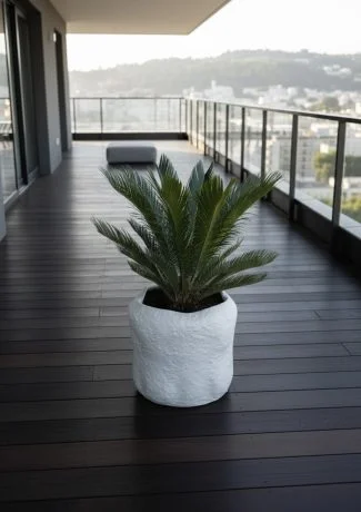 Saxum X Cycas