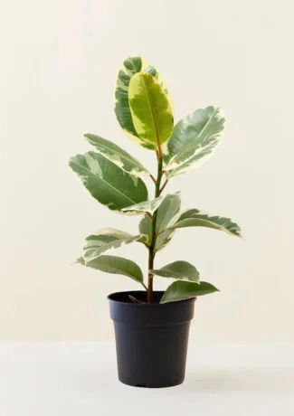 Ficus Elastica Tineke