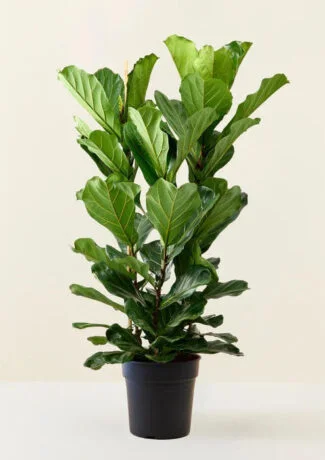 Ficus Lyrata