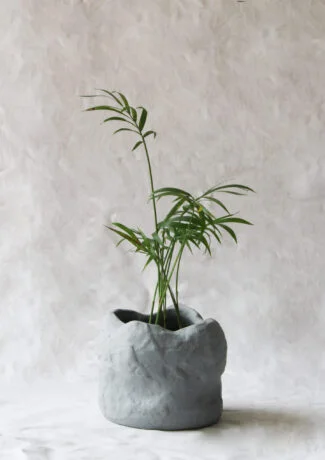 Mini Saxum X Chamedorea