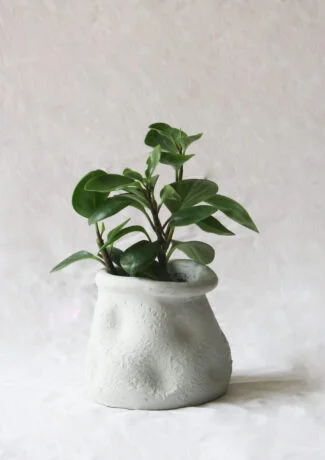 Petit Erratum blanc X Peperomia