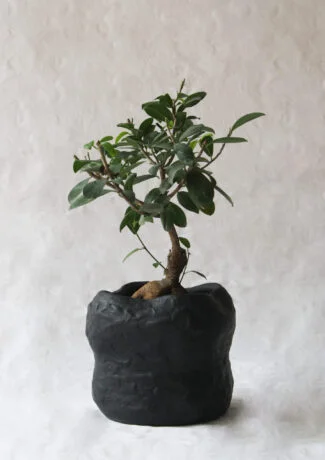Saxum X Bonsai Ficus