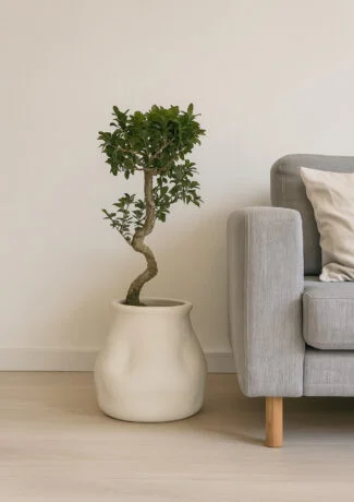 Errartum X Bonsaï Ficus