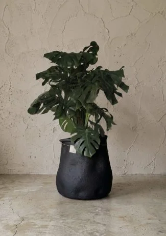 Erratum X Monstera