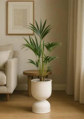 Berceau X Kentia