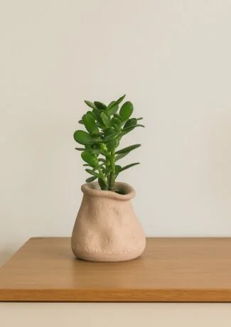 Erratum X Crassula Ovata