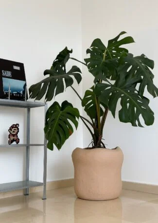 Saxum X Monstera