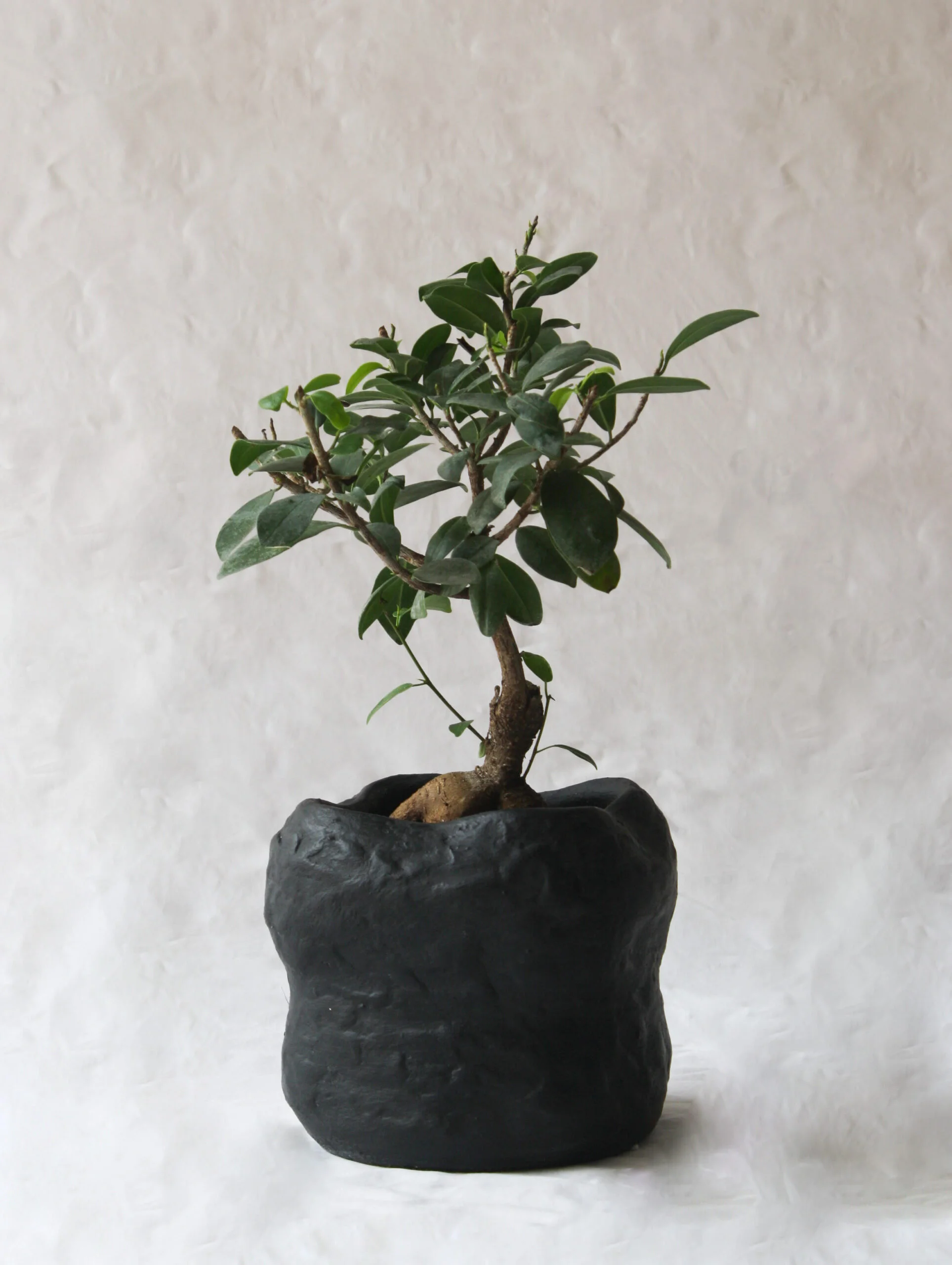 Bonsai