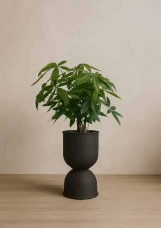 Pot Berceau & Pachira