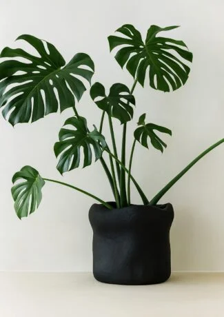 Pot Saxum noir & Monstera