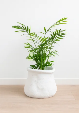 Erratum X Areca